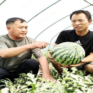 河南省民权县花园乡朱庄村党支部书记朱保国争创“五星”支部，让群众更富裕 ...