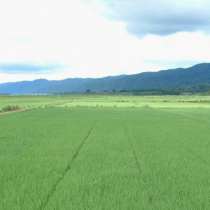 两部门：以硬措施保护耕地