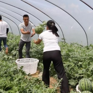 江西九江：大棚西瓜抢“鲜”上市 开启夏日“甜蜜模式”